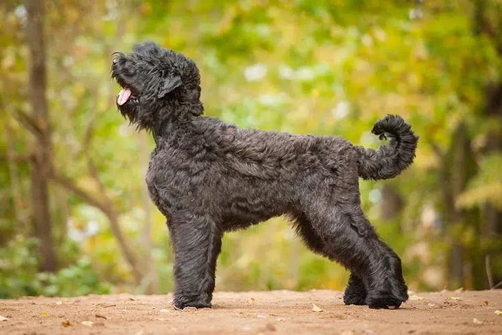 الكلب الشيطاني الأسود (Black Russian Terrier)