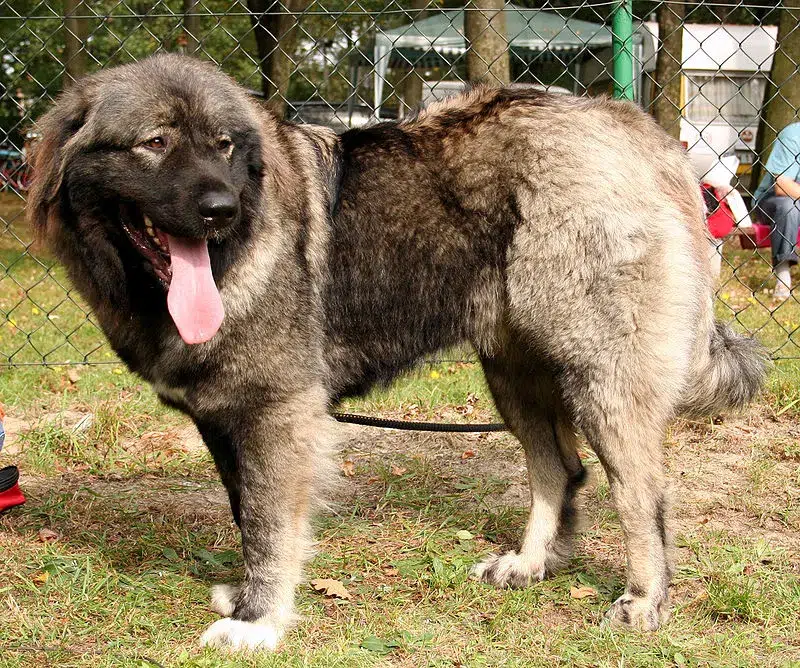 الكلب القوقازي الجبلي (Caucasian mountain dog)
