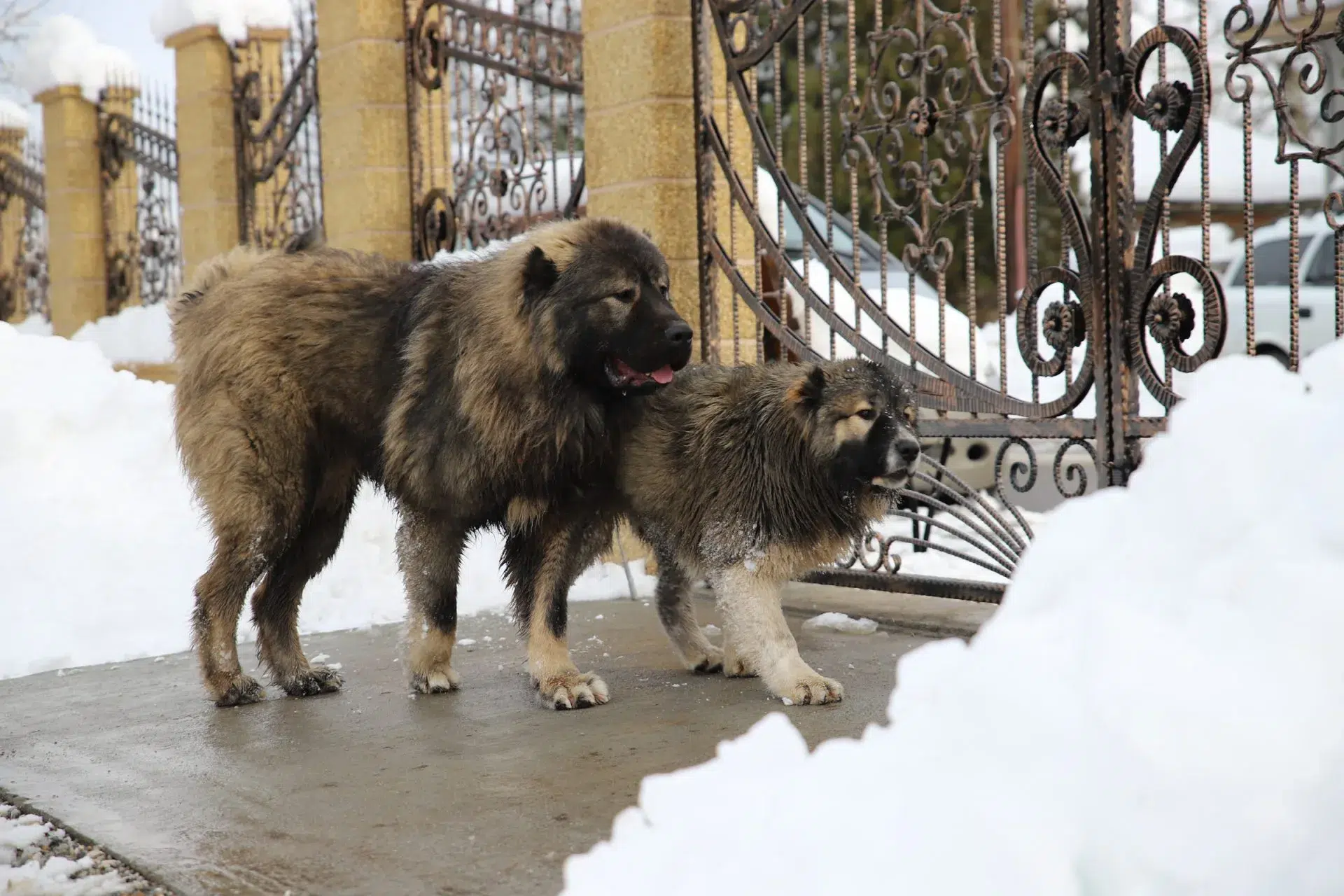الكلب القوقازي الكبير (Large Caucasian dog)
