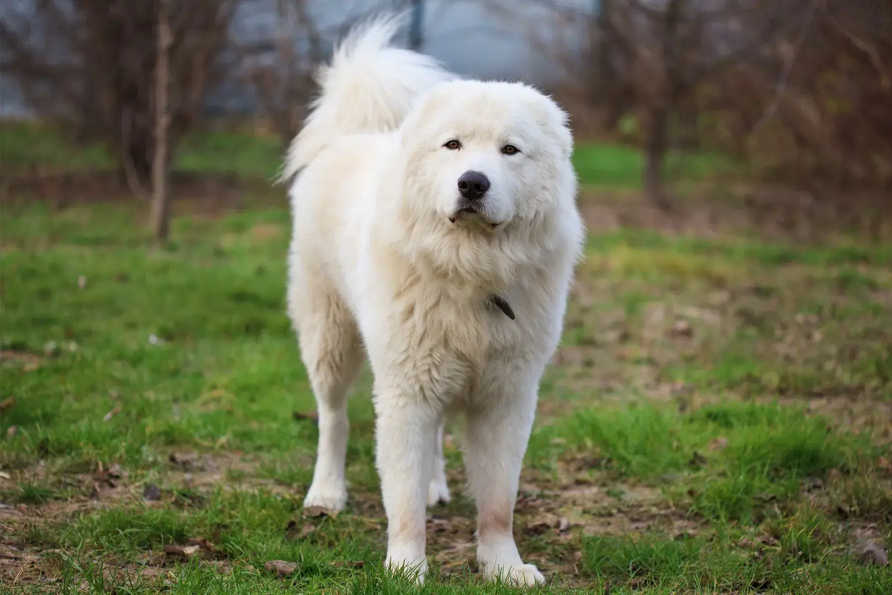 الماستيف الأبروتزي (Abruzzese Mastiff)