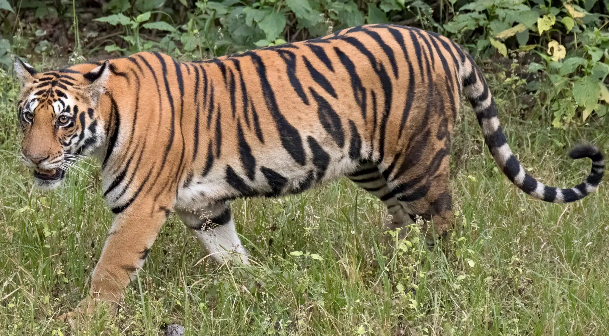 النمر الآسيوي (Panthera tigris asiatica)