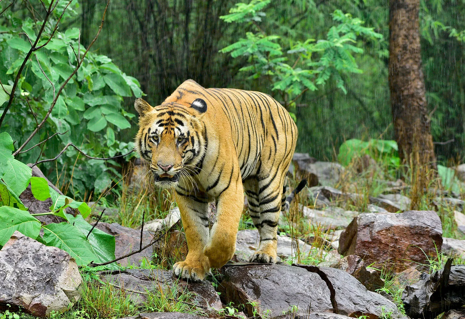 النمر البالي (Panthera tigris balica)