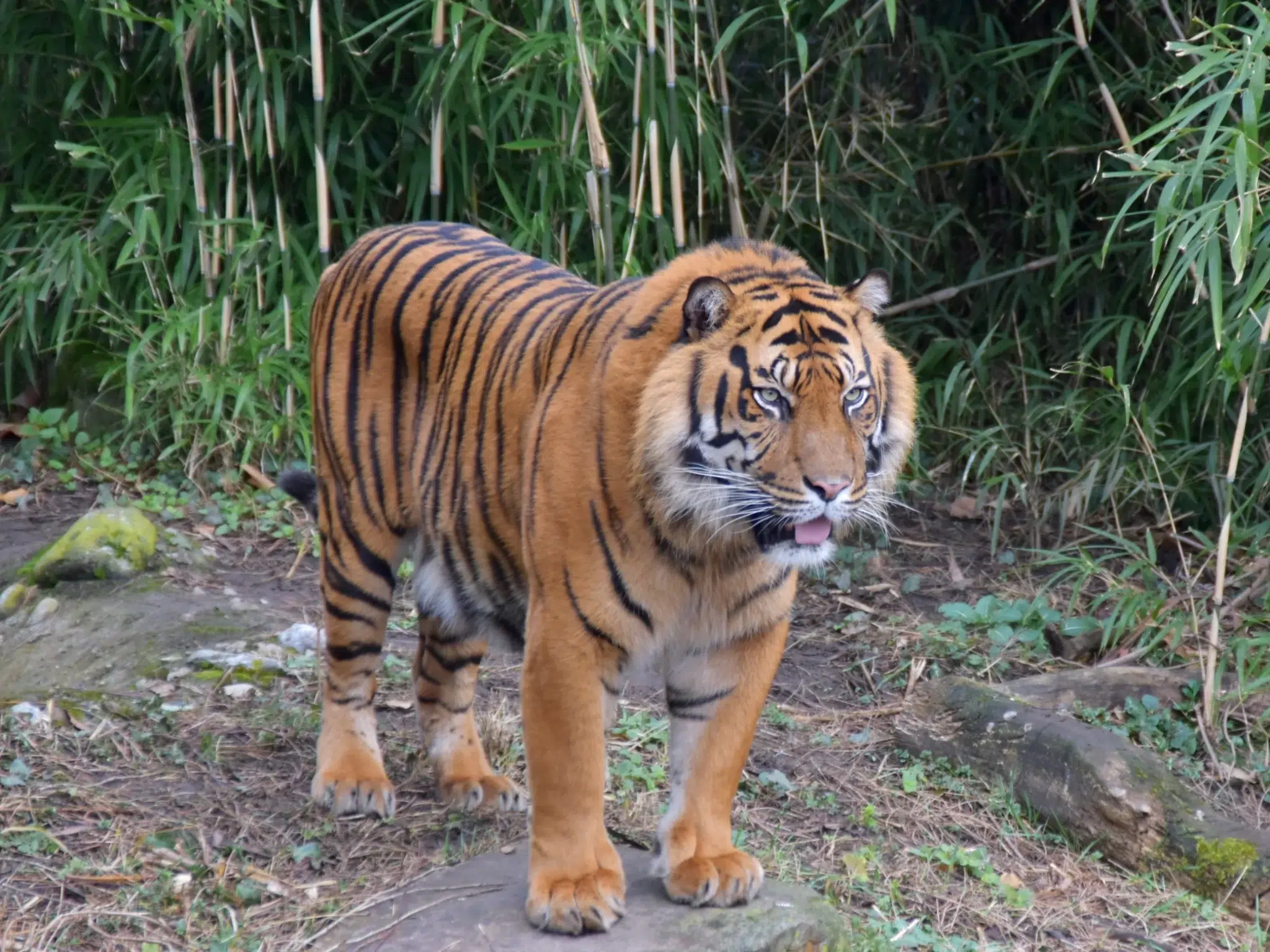 النمر الجاوي (Panthera tigris sondaica)