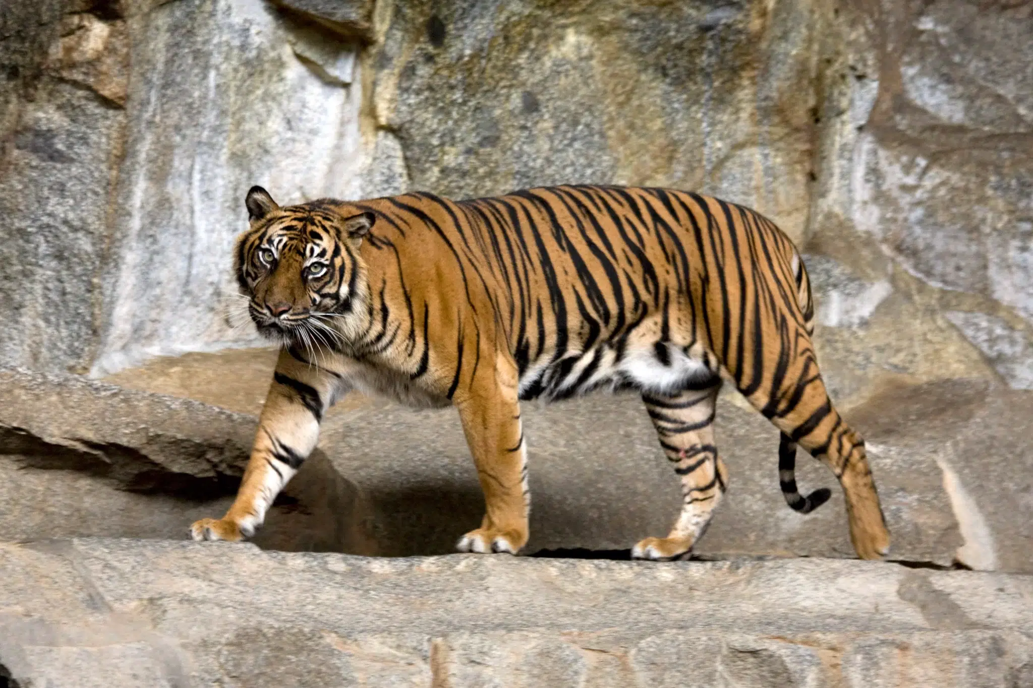 النمر السومطري (Panthera tigris sumatrae) - أنواع النمور في العالم بالصور والأسماء