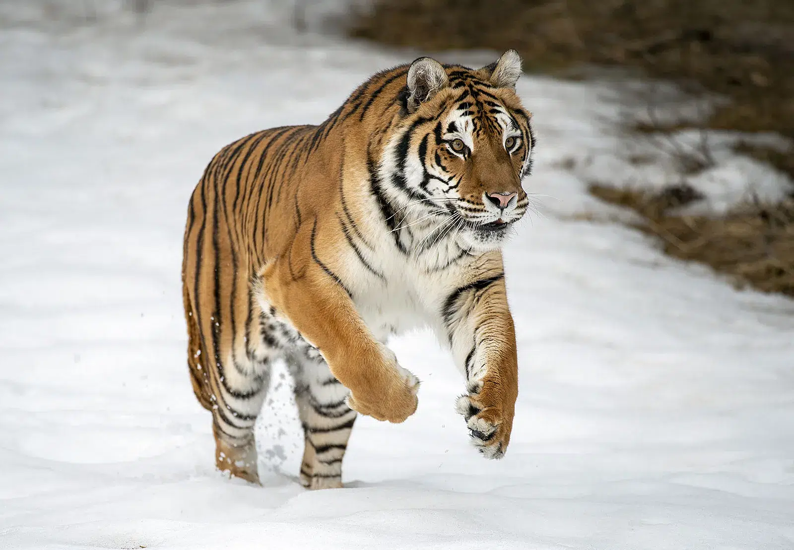 النمر السيبيري (Panthera tigris altaica)