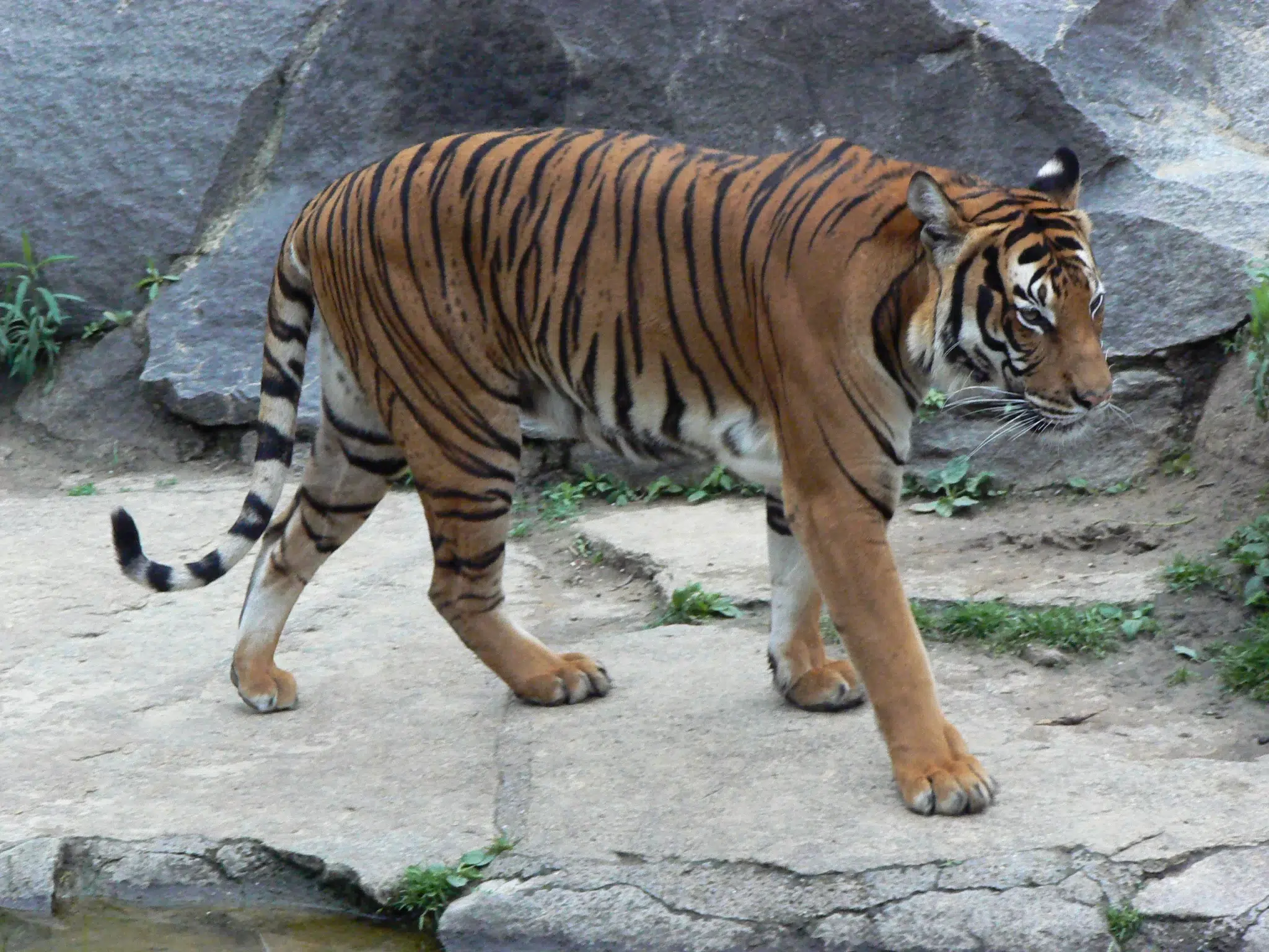 النمر الماليزي (Panthera tigris jacksoni)