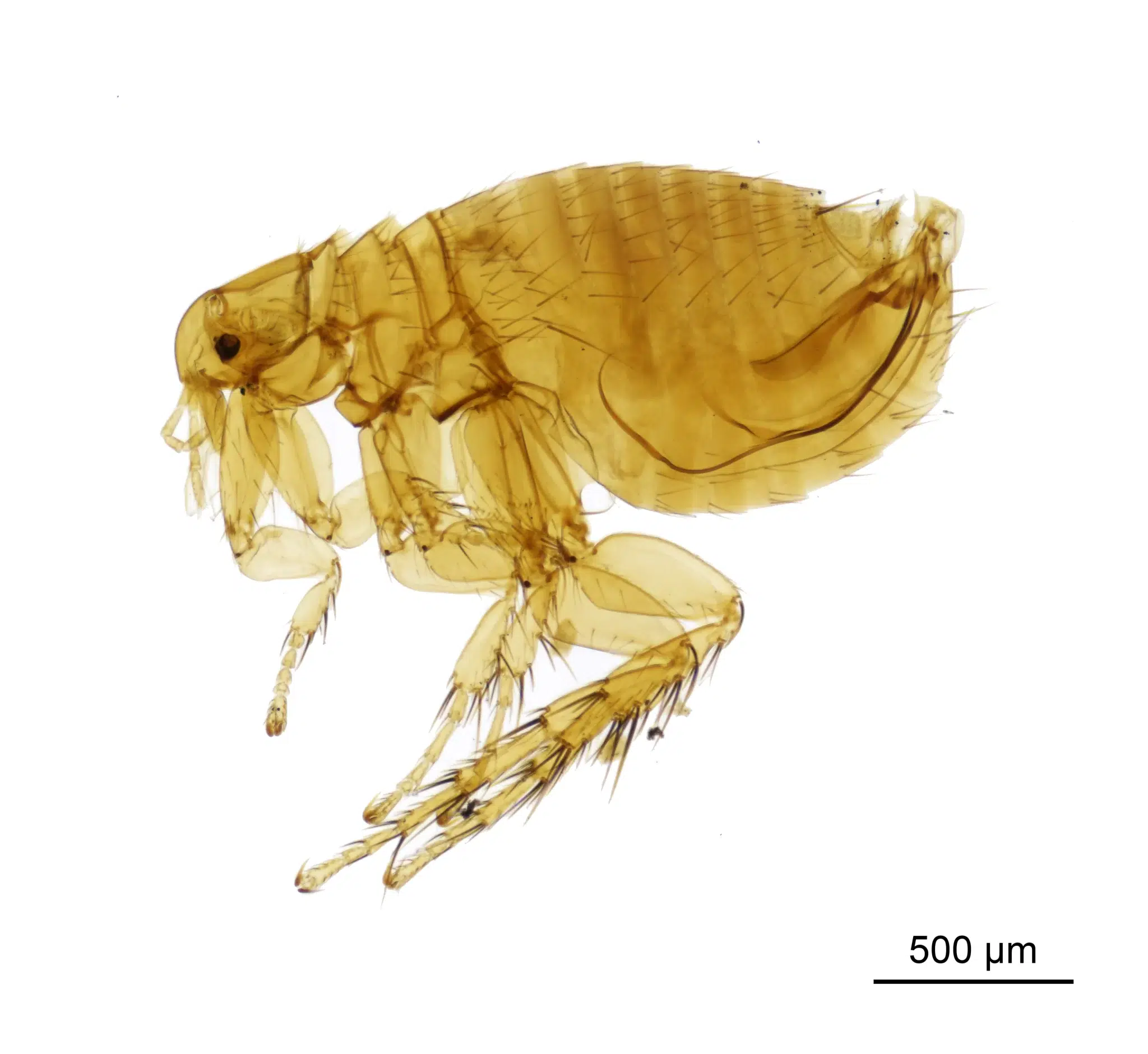 براغيث الجمل (Xenopsylla cheopis)