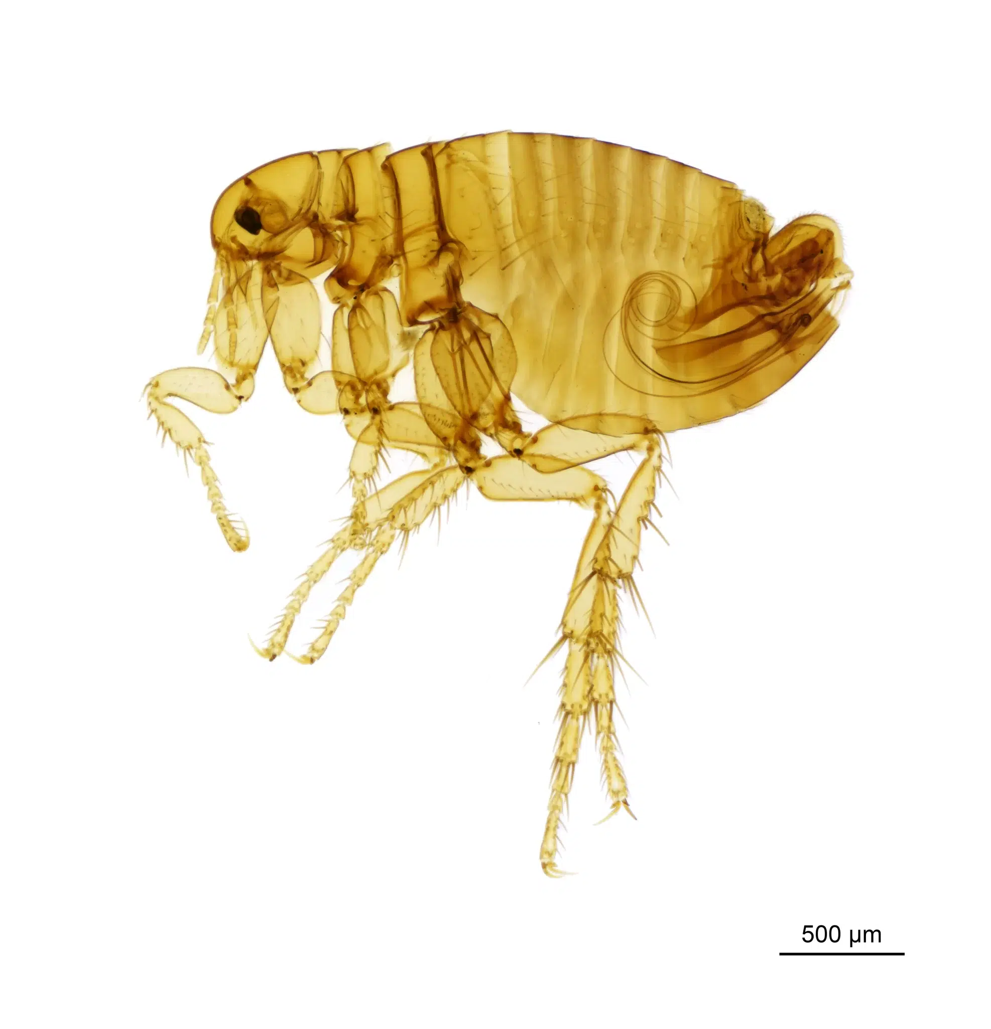 براغيث الفئران (Xenopsylla spp)