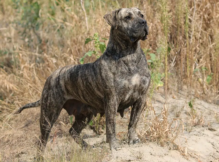 بريزا كاناريو (Presa Canario)