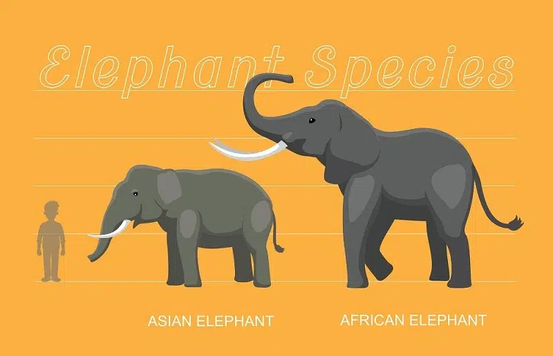 حجم الفيل مقارنة بالإنسان