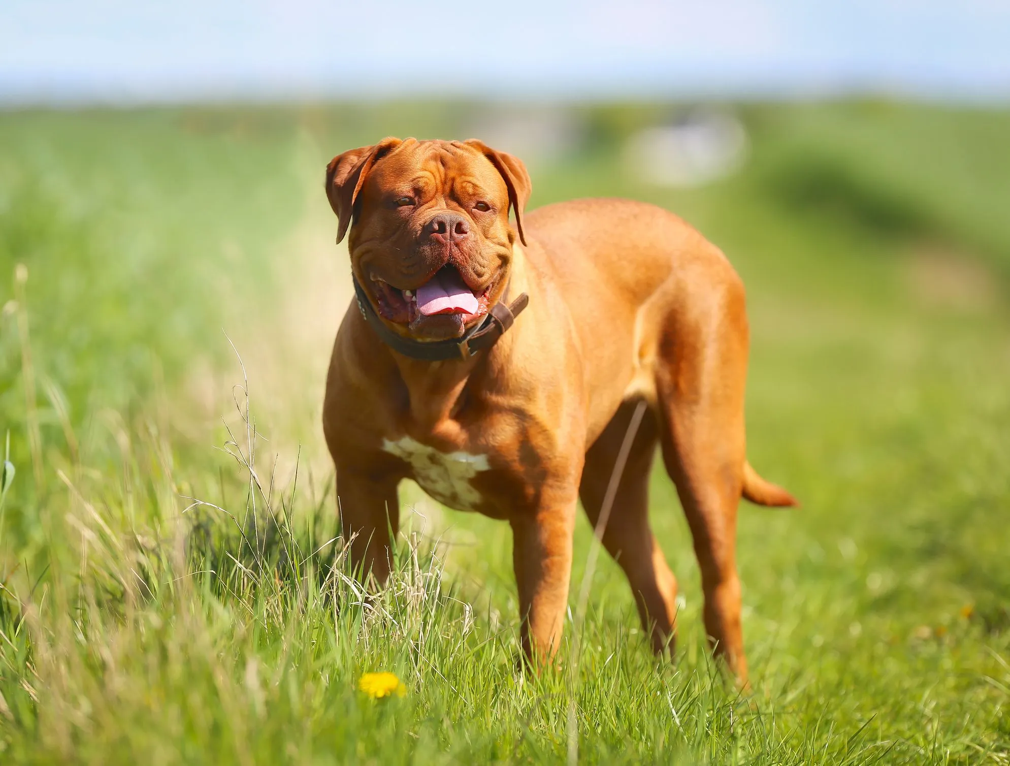 دوج دي بوردو (Dogue de Bordeaux)