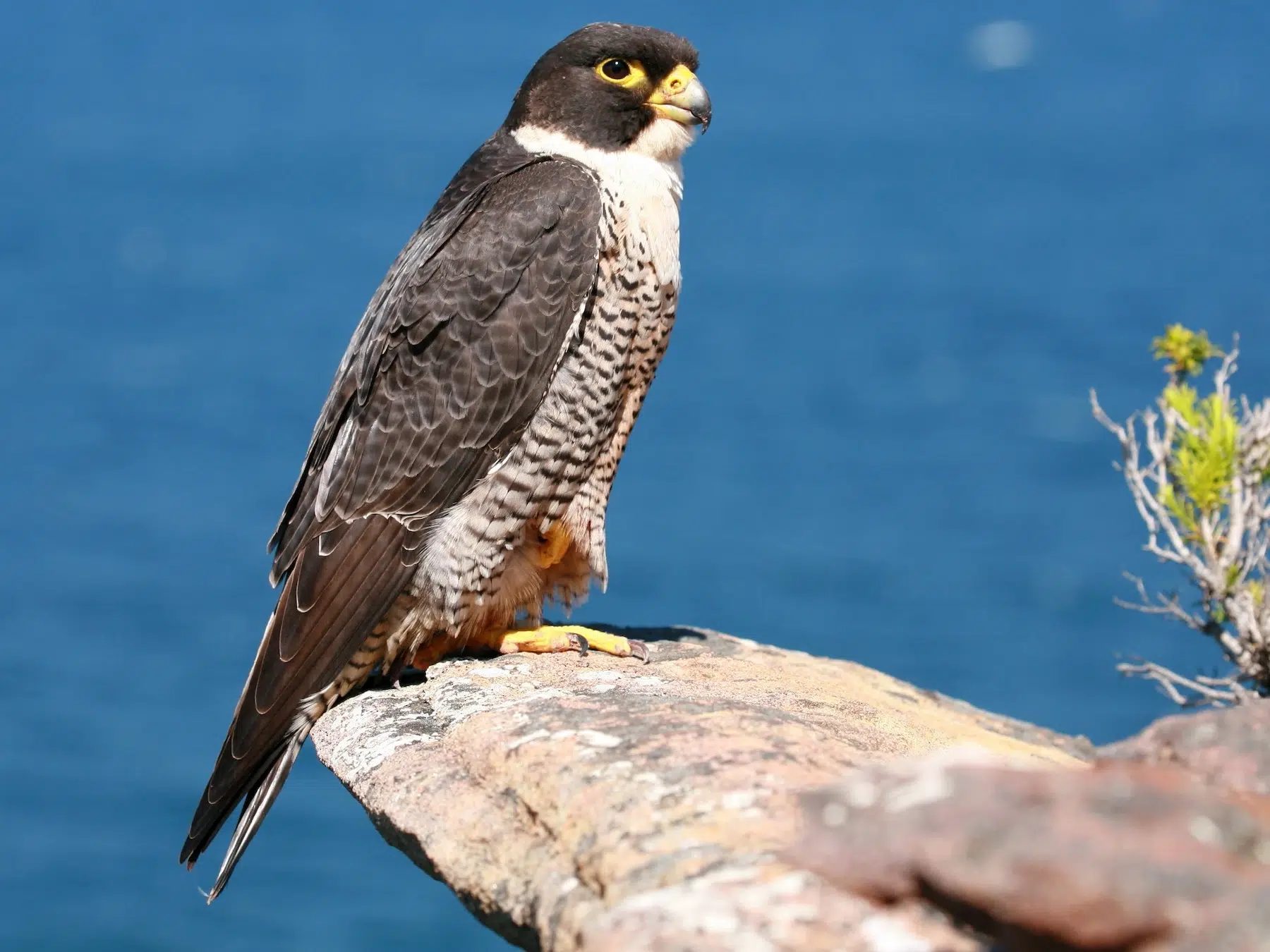 صقر الشاهين (Peregrine Falcon)