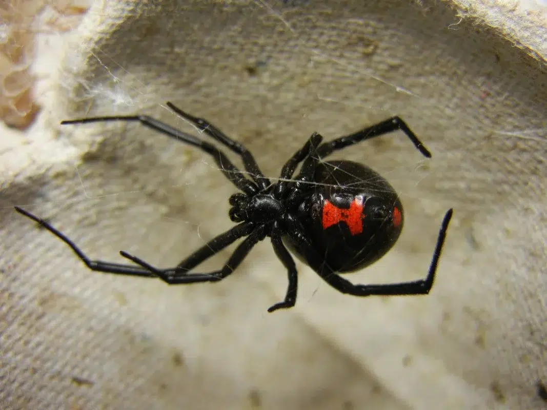 عنكبوت الأرملة السوداء (Black Widow Spider)
