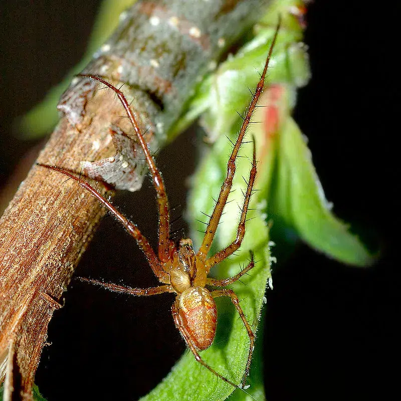 عنكبوت الخيوط الطويلة (Long-Jawed Orb-Weaver Spider)