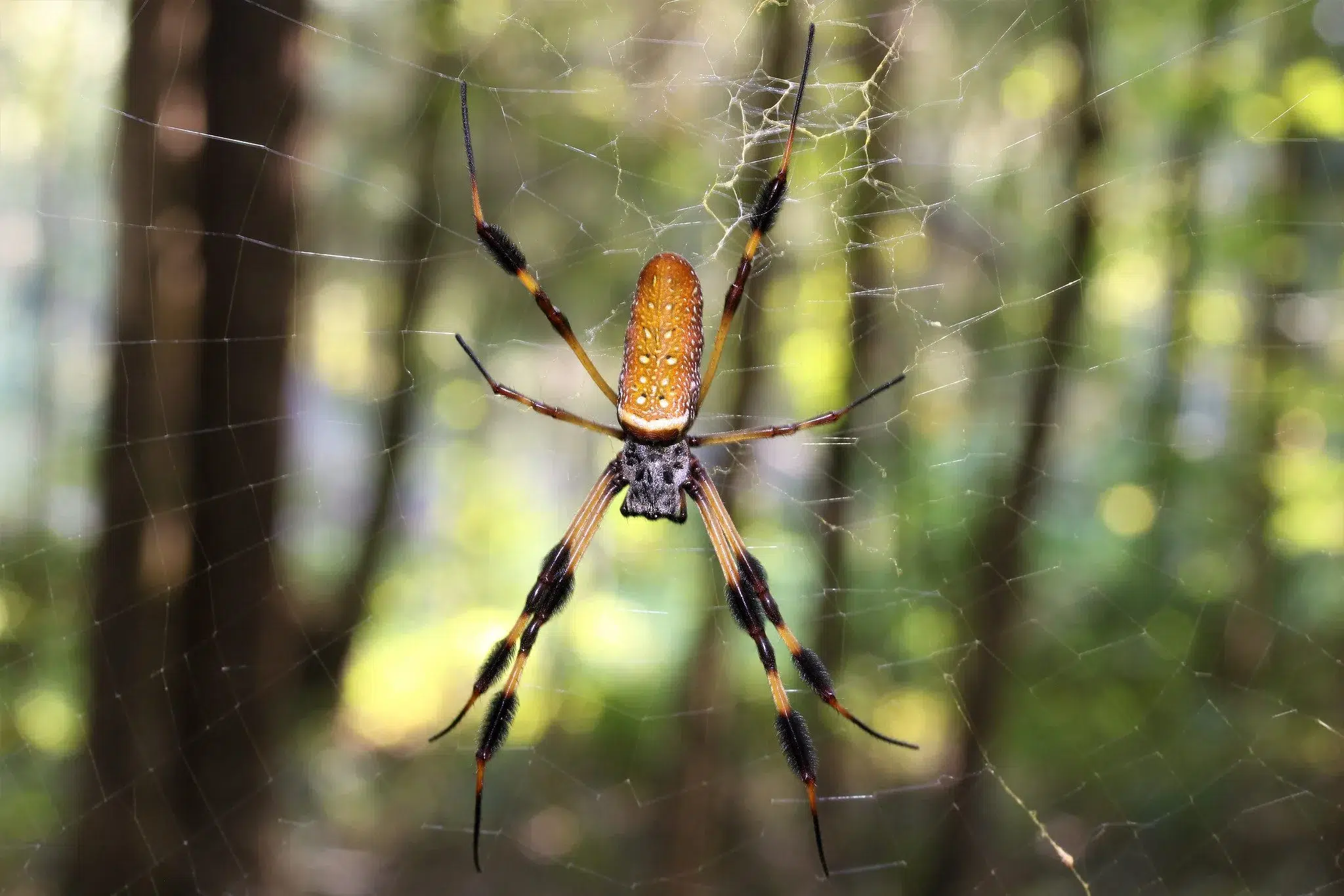 عنكبوت الصفصاف (Orb-Weaver Spider)