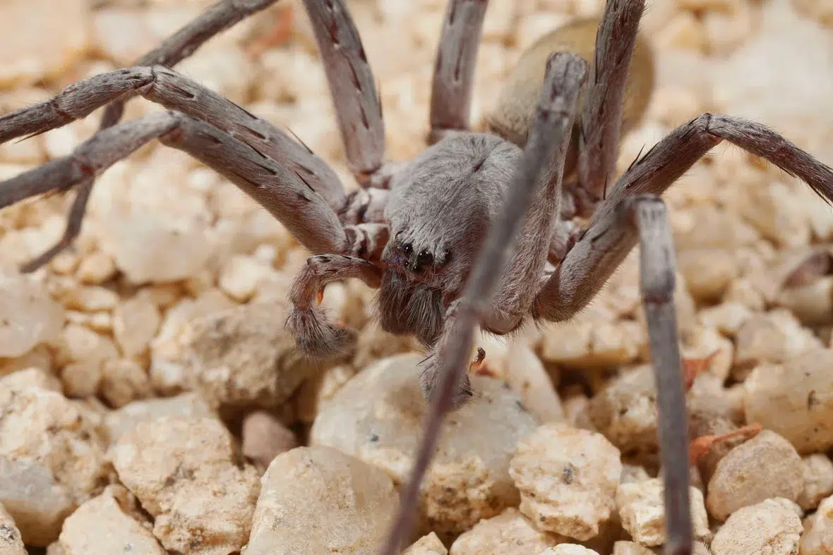 عنكبوت الكهوف (Cave Spider)