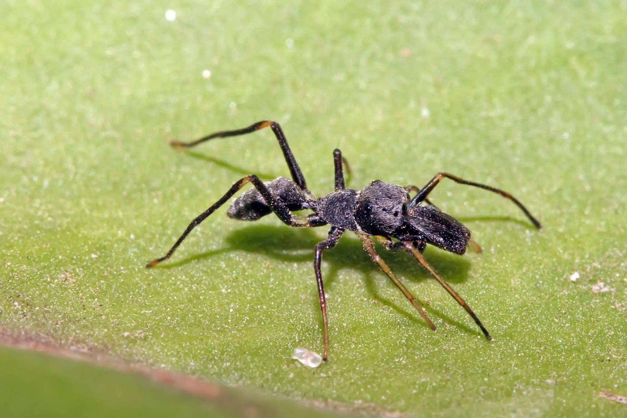 عنكبوت النملة (Ant-Mimicking Spider)