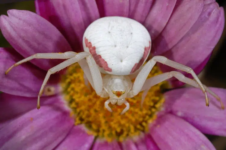 عنكبوت الوردة البيضاء (Misumena vatia)
