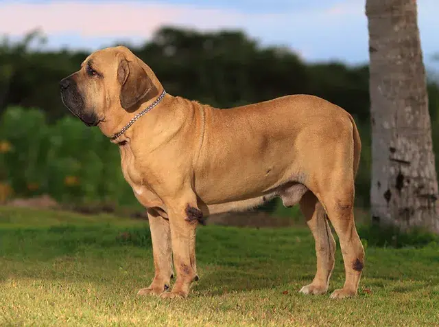 فلاتشا ماستيف (Fila Brasileiro)