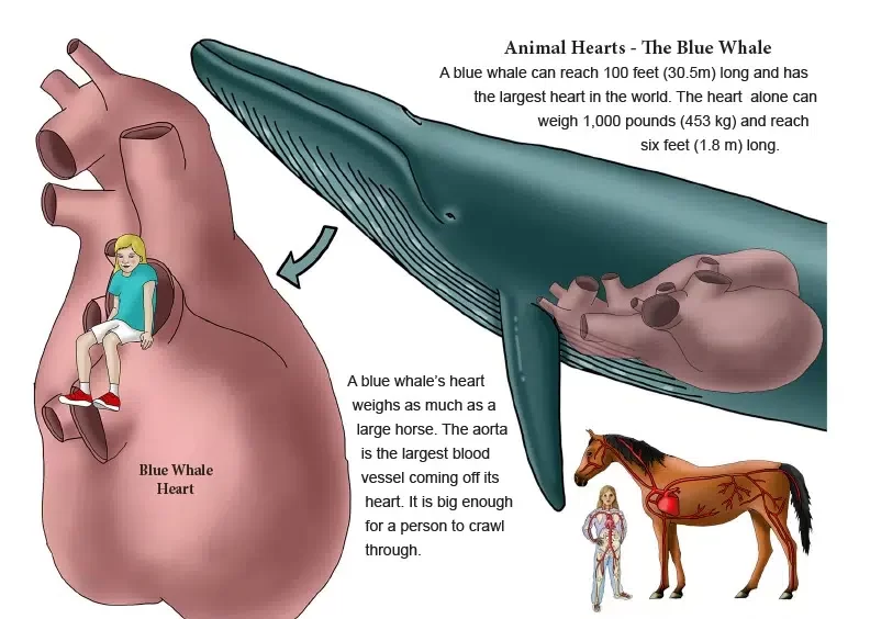 قلب الحوت الأزرق مقارنة بالإنسان