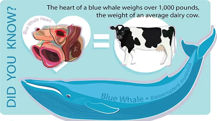 قلب الحوت الأزرق