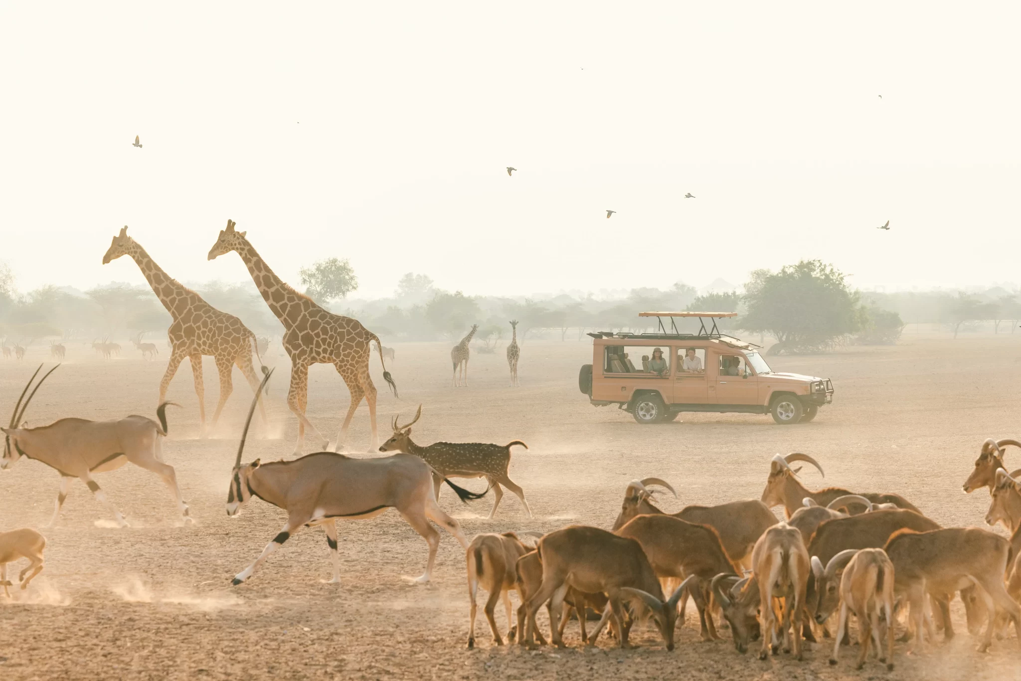 محمية الشارقة للحياة البرية (Sir Bani Yas Island)