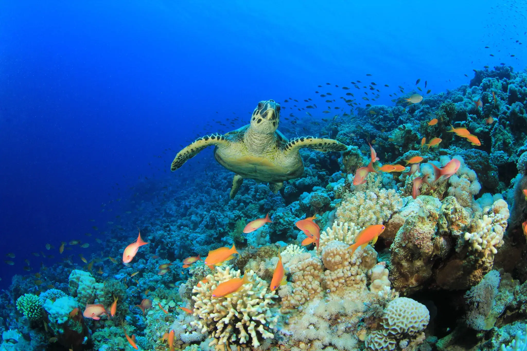 محمية الفجيرة البحرية (Fujairah Marine Protected Area)