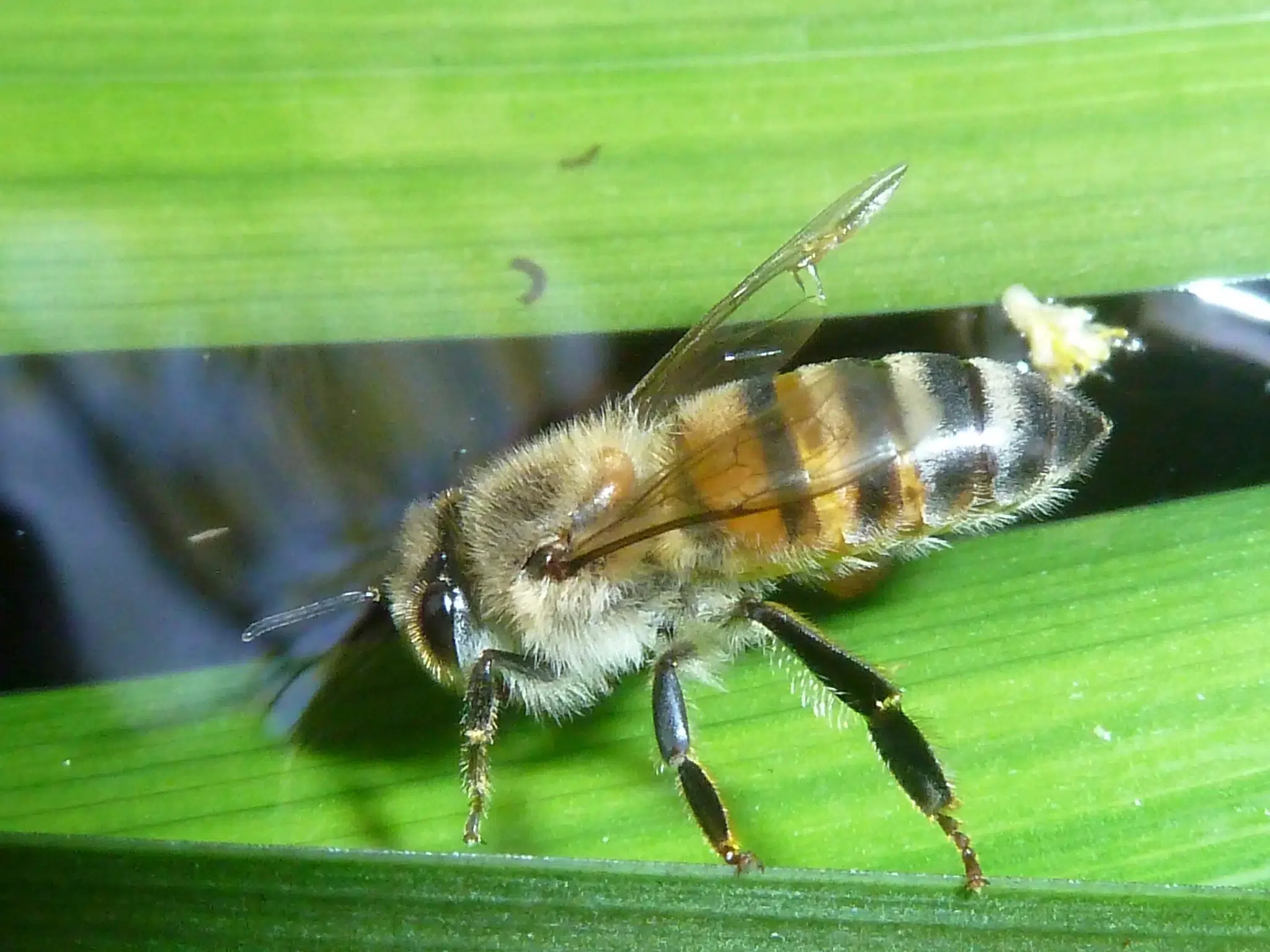 ملكة النحل الأفريقية (Africanized Honey Bee Queen)
