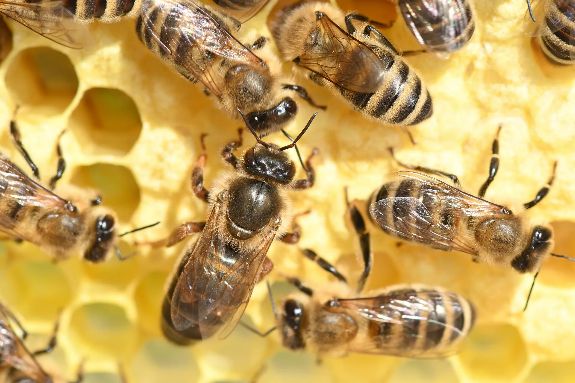 ملكة النحل الأوروبية (European Honey Bee Queen)
