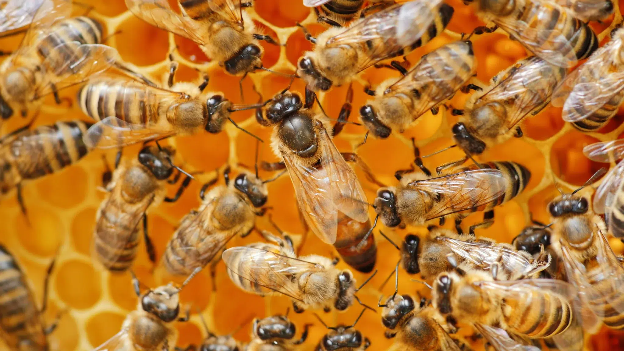 ملكة النحل الإيطالية (Italian Honey Bee Queen)