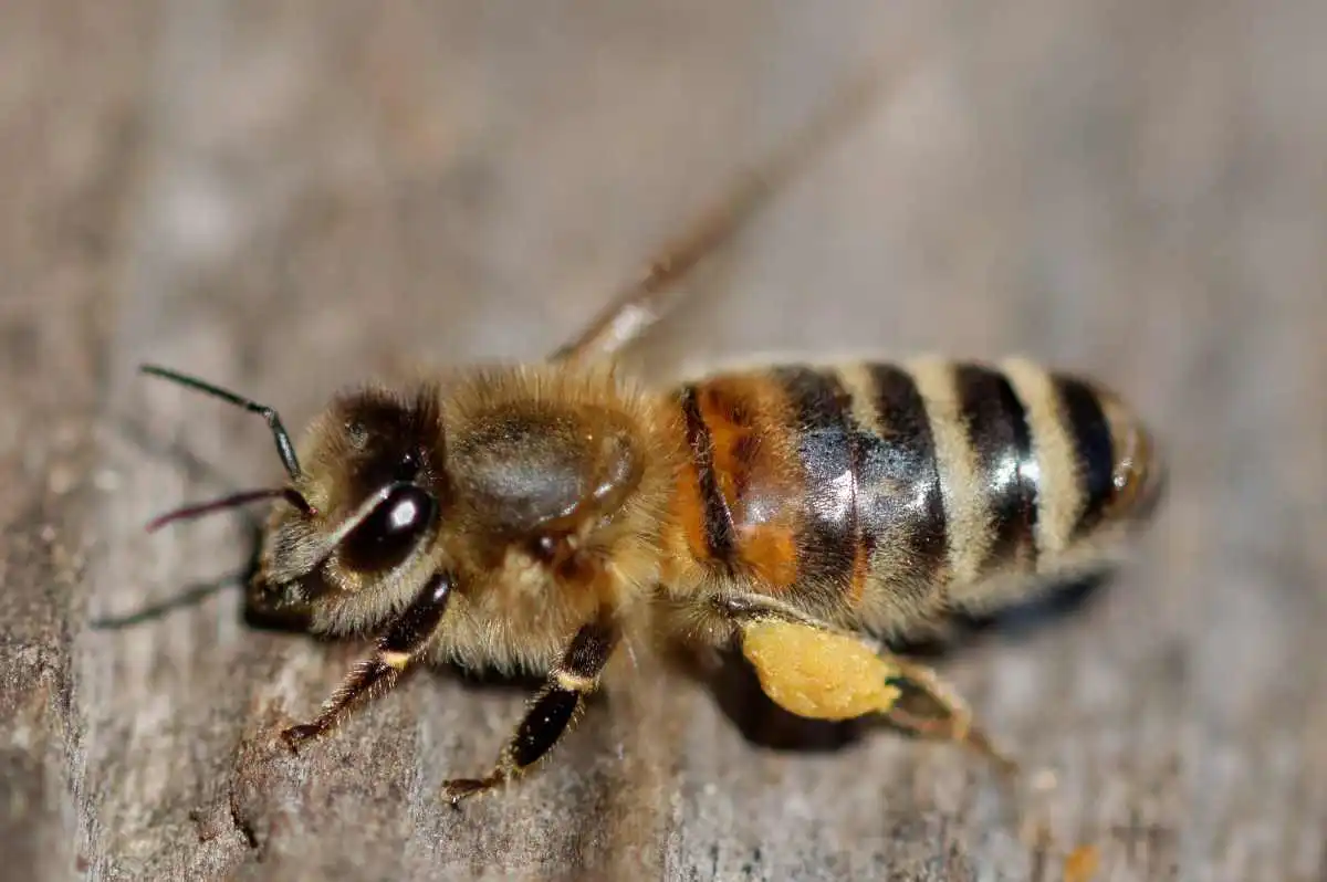 ملكة النحل الكارنيولي (Carniolan Honey Bee Queen)