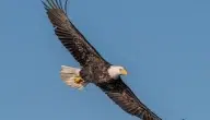 +10 معلومات عن النسر بالإنجليزي information about the eagle
