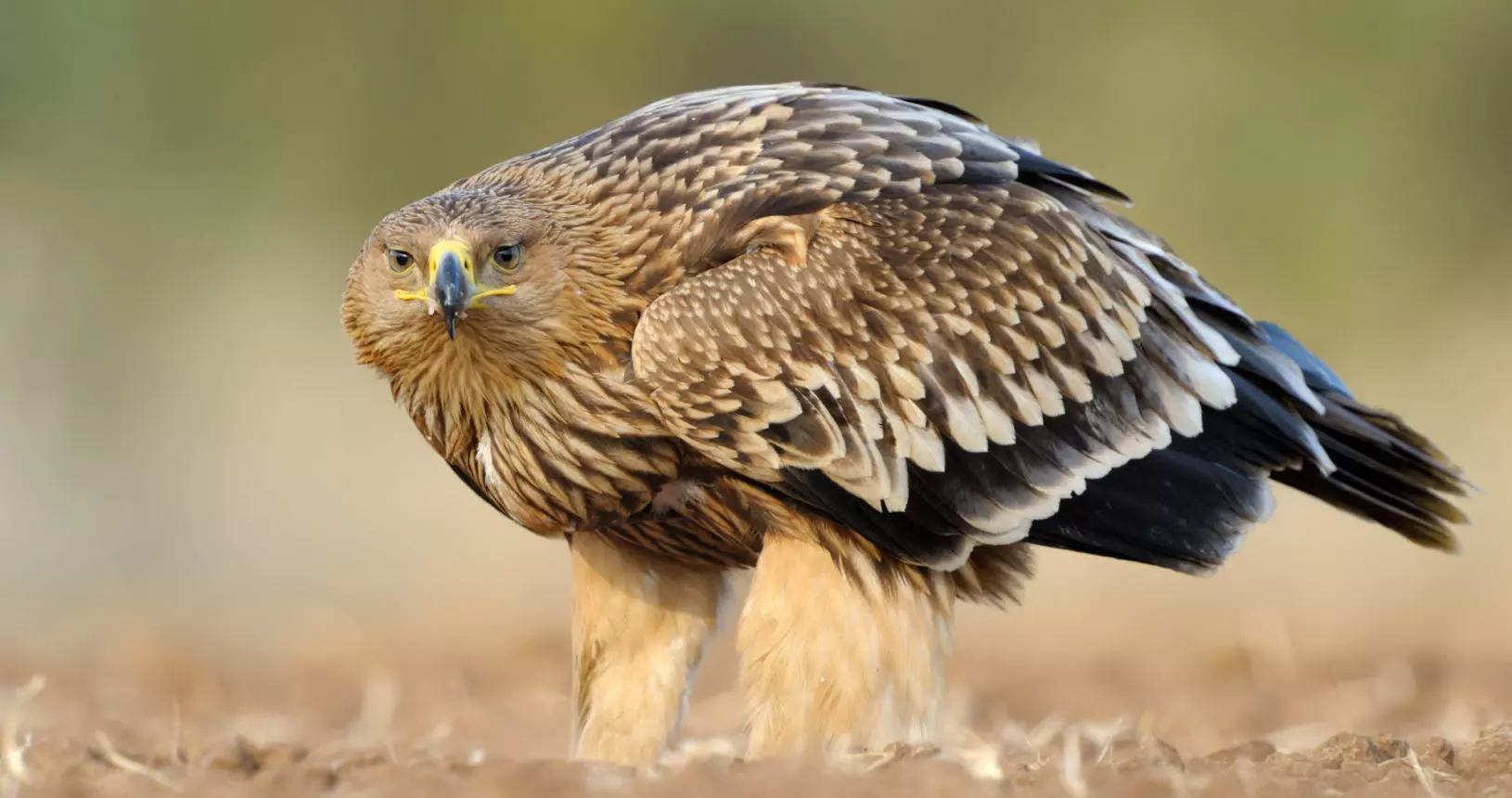 الشرق الأوسط (Eastern Imperial Eagle)