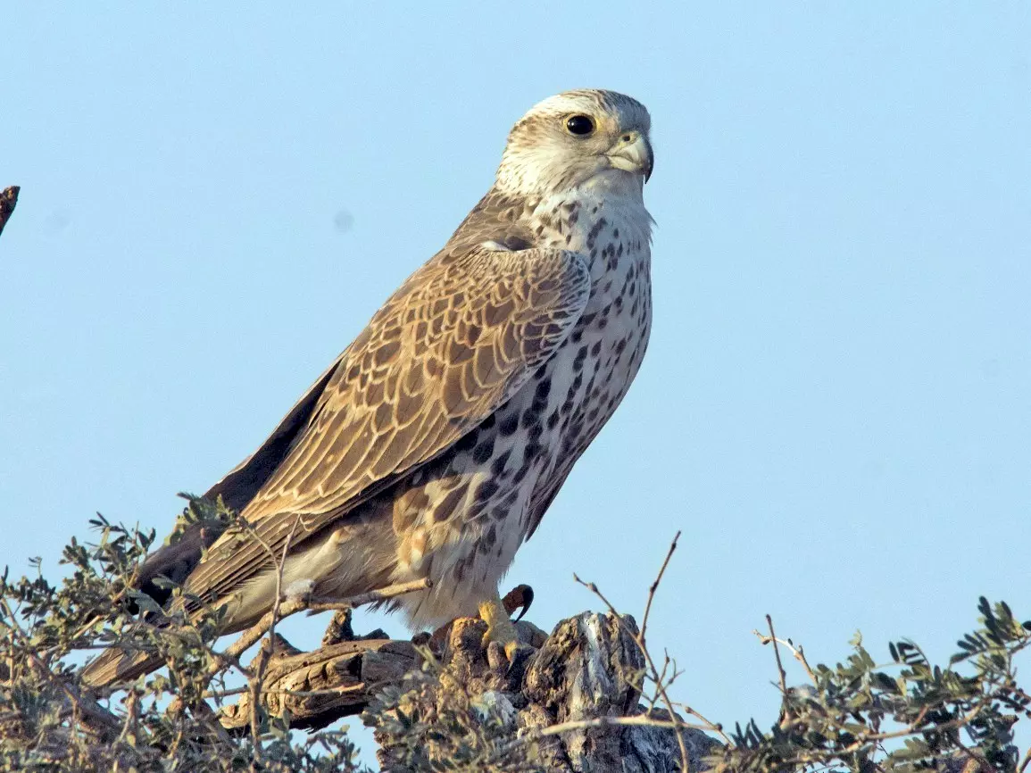 الصومال (Saker Falcon)