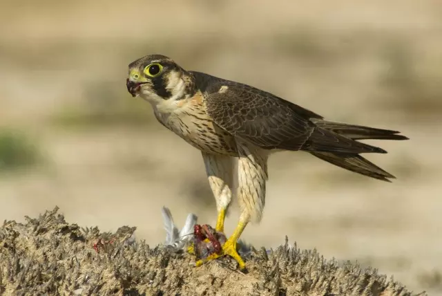 صقر البادغري (Barbary Falcon)