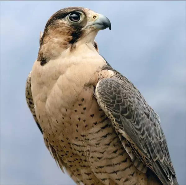صقر الوكري (Al-Wakri Falcon)