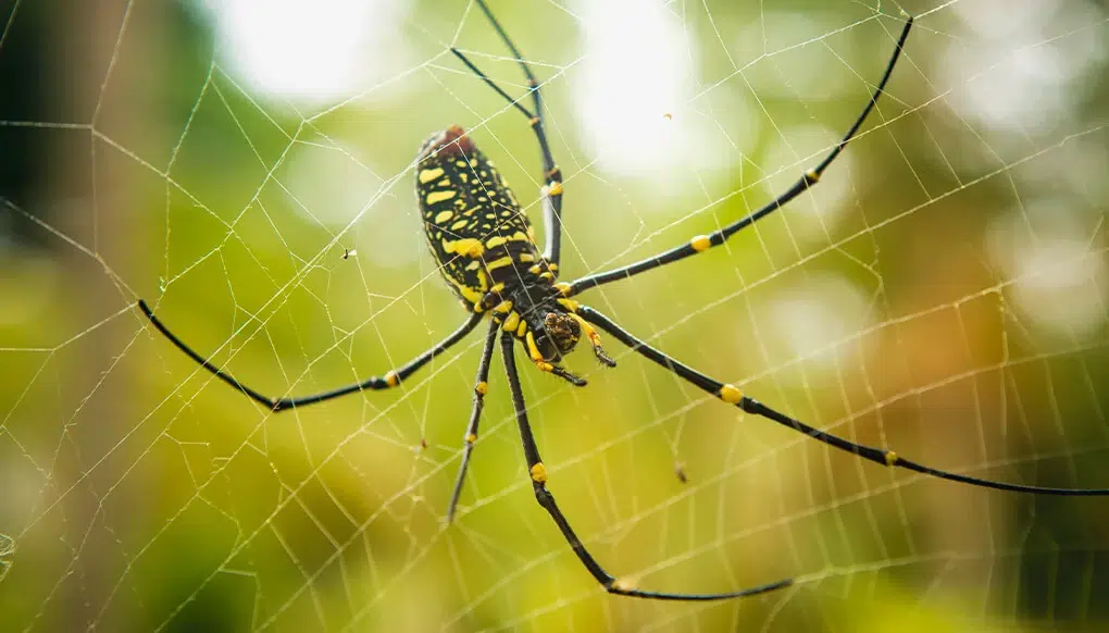 عنكبوت النوع الذهبي (Golden Orb-Weaver Spider)