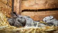أسباب موت الأرانب بعد الولادة ودور الرعاية الجيدة في منع ذلك