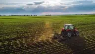 أشهر المحاصيل الزراعية في تبوك وتأثير المناخ على اختيار المحاصيل