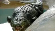 أكبر تمساح في العالم وتاريخ اصطياده