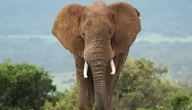 أكبر فيل في العالم وأهم صفاته
