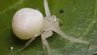 بالصور.. أشهر 10 أنواع عناكب بيضاء