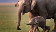 أنواع الفيلة في العالم بالصور.. والتهديدات التي تواجهها