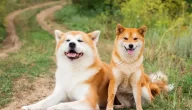 أنواع الكلاب اليابانية.. وأهم أسرار تربيتها وتدريبها