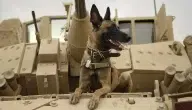 أنواع كلاب الجيش الأمريكي.. وكيف يتم تدريبهم