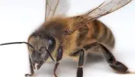 أنواع ملكات النحل بالصور والمواصفات