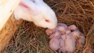 تغذية الأرانب بعد الولادة وأفضل الأطعمة
