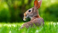 تغذية الأرانب على السيلاج وطريقة تخزينه وتقديمه