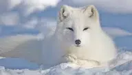 صفات الثعلب القطبي وكيف يتكيف مع البرودة