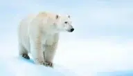 صفات الدب القطبي الروسي